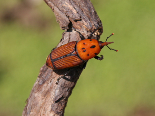 Di cosa si tratta? Rhynchophorus ferrugineus